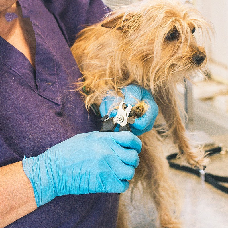 Disposable Blue Inspection Nitrile Rubber Gloves – MediaEclat.store